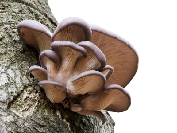 fungi-picture2