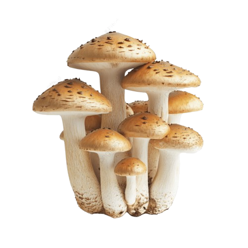 fungi-picture