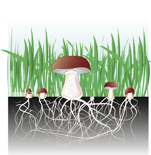 mycelium-picture